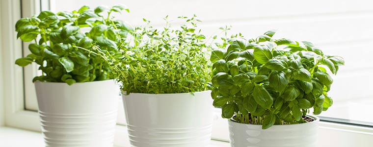  herbs in the window